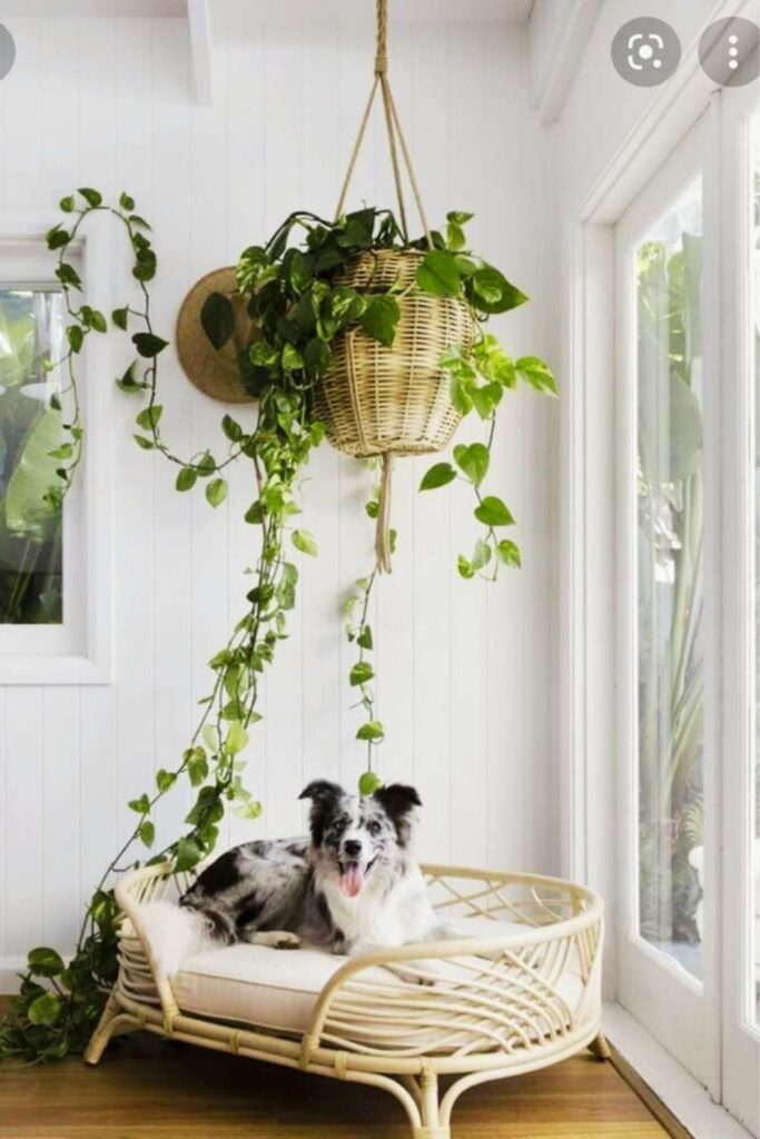 iluminação pet friendly
