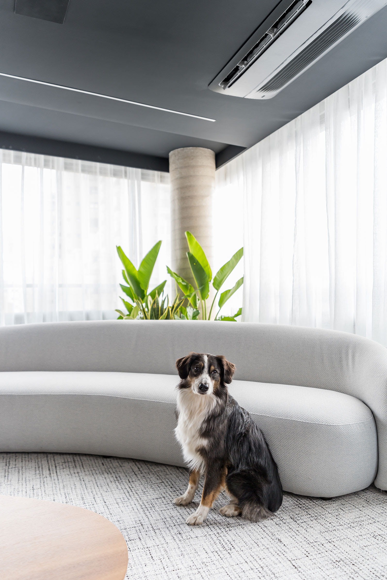 decoração para casas com cachorro