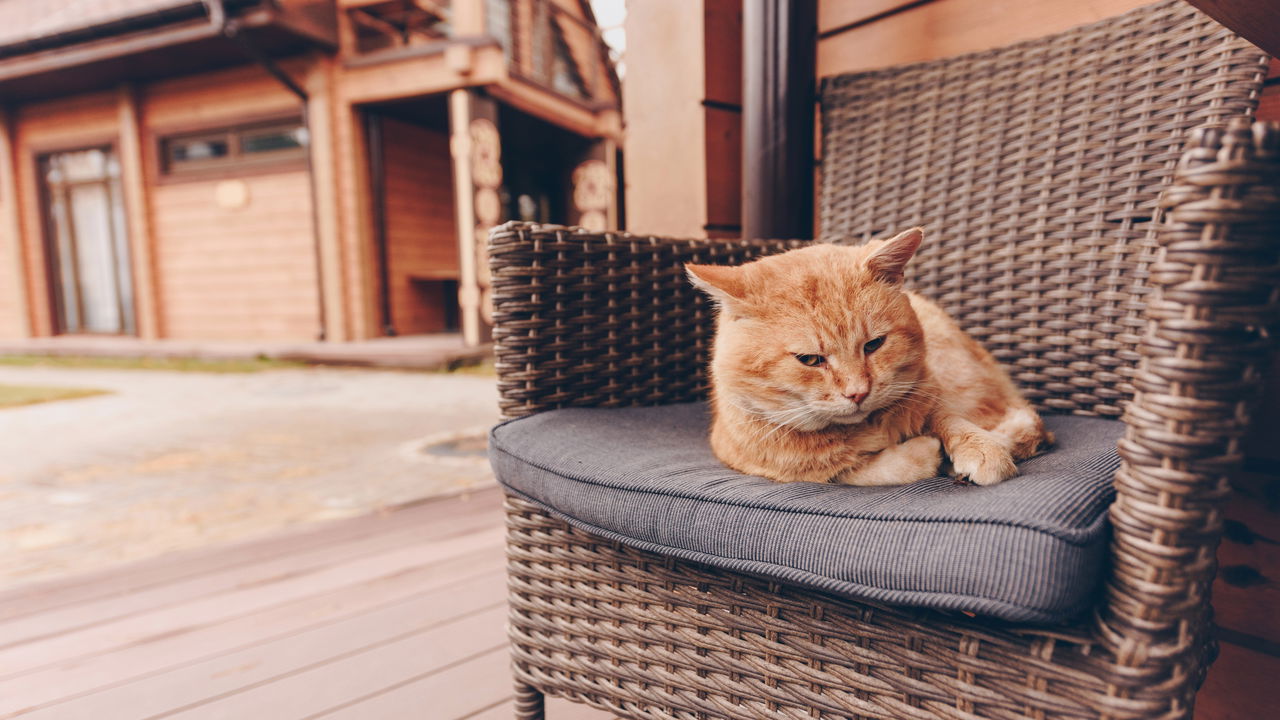 quartos pet friendly