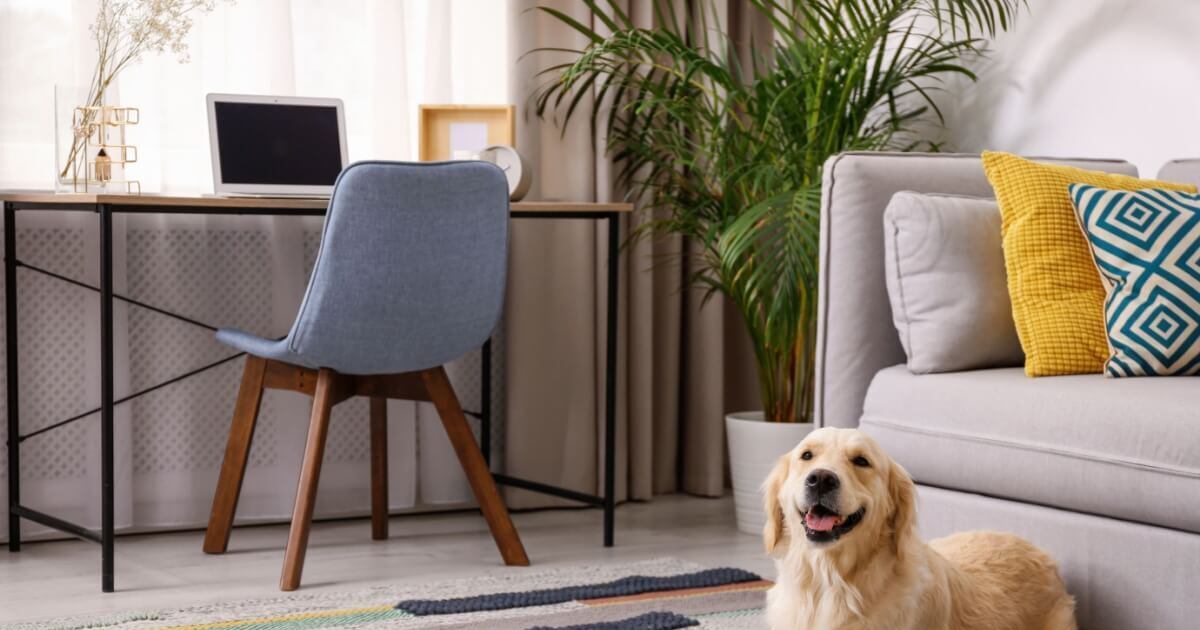 materiais de decoração resistentes a pets