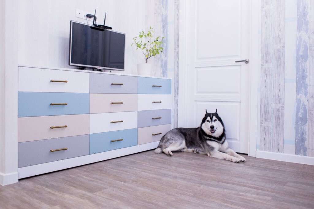 ideias de cantinhos para pets