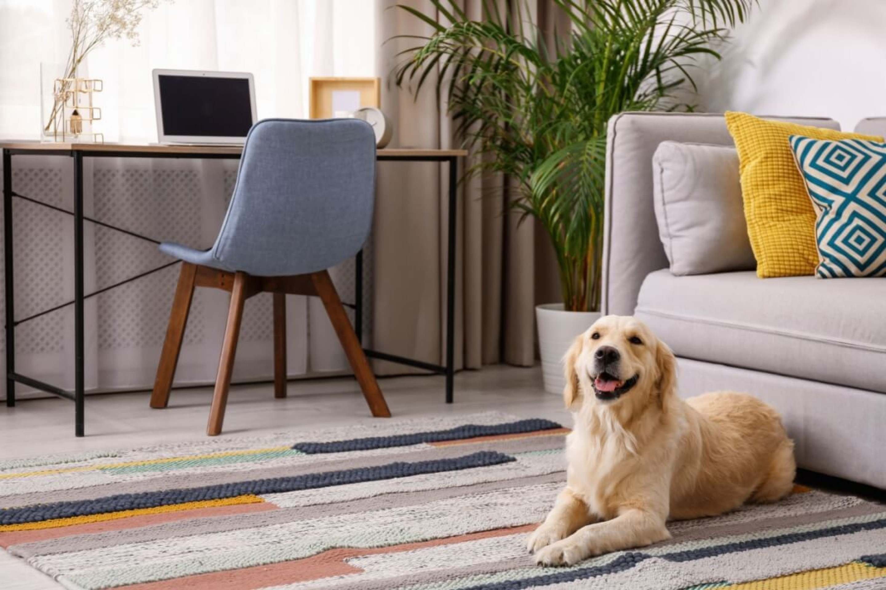 acessórios pet friendly para sala