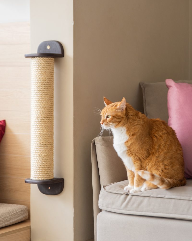 materiais de decoração resistentes a pets