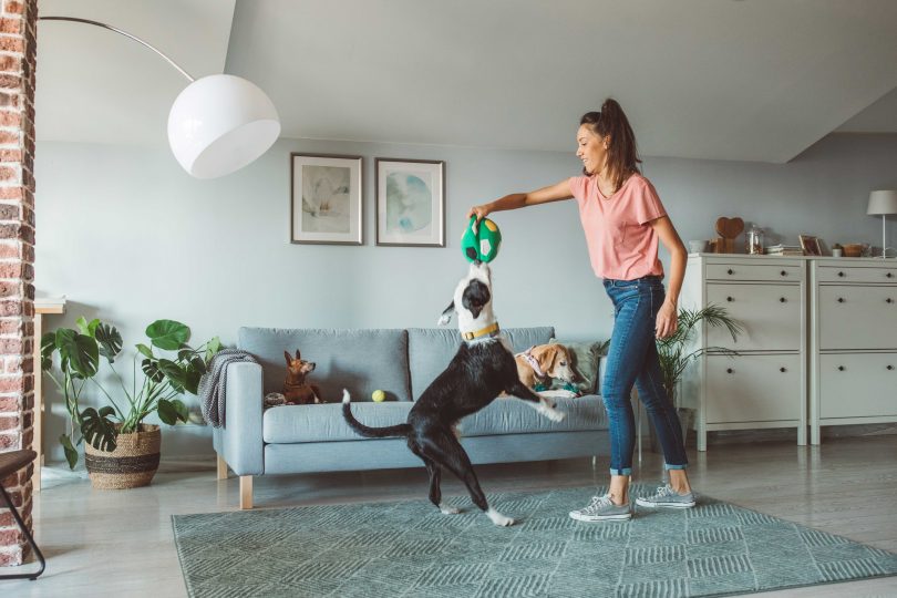 decoração sustentável pet friendly