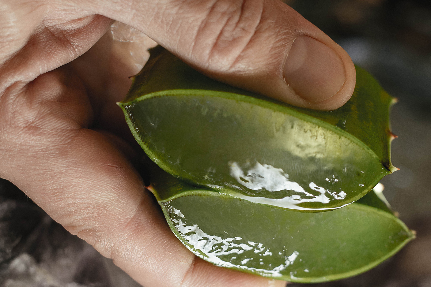 gel babosa como fazer