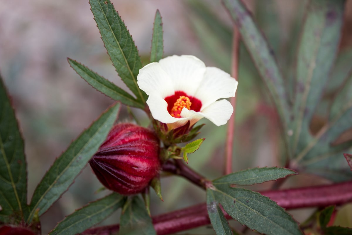 receitas com flor de hibisco para emagrecer