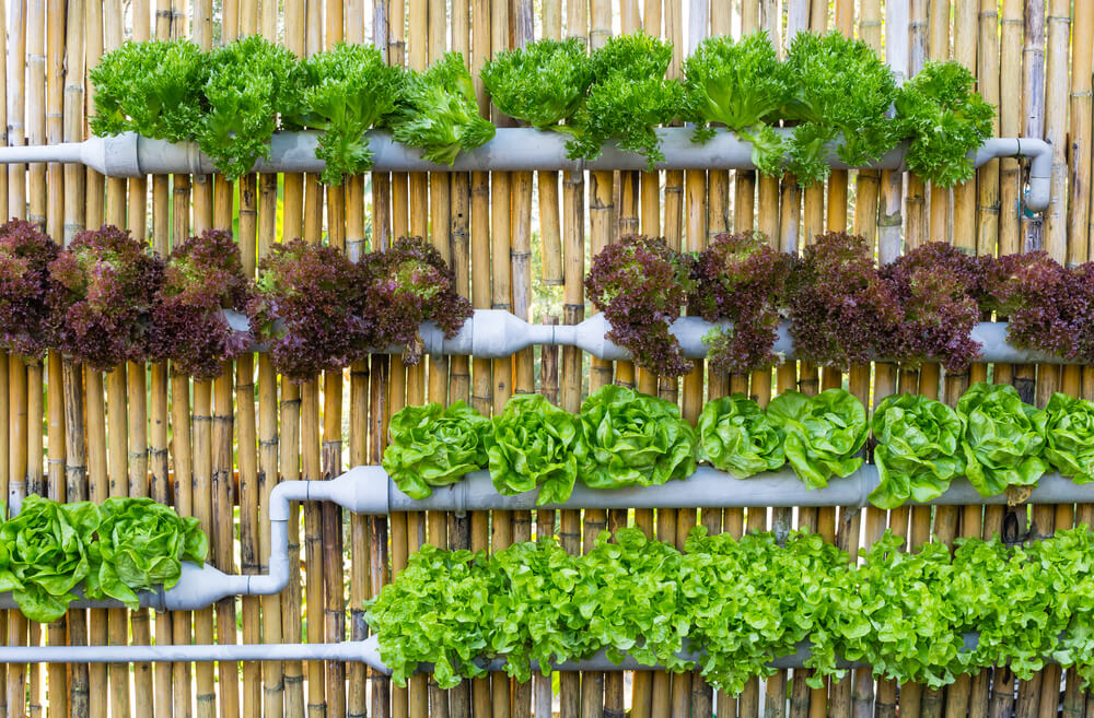 melhores plantas para jardim vertical com sol pleno