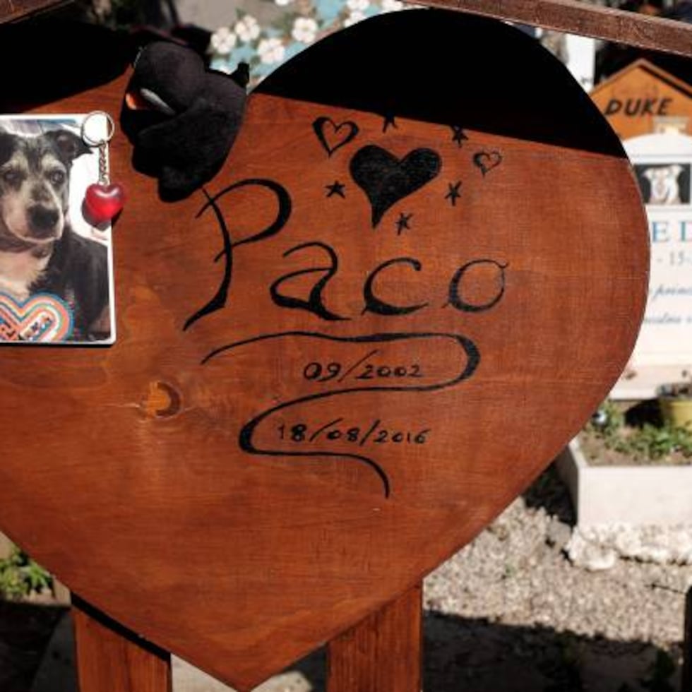 erros comuns ao superar o luto do pet