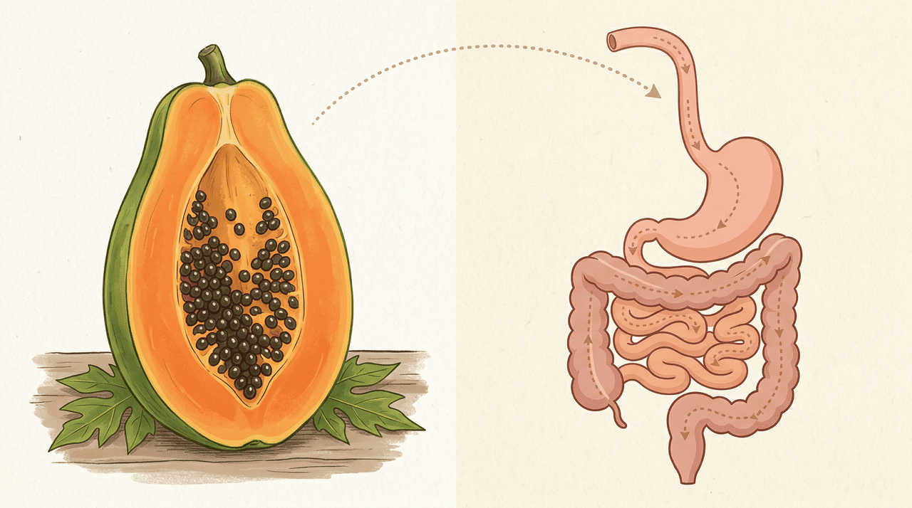 mamão para o intestino e digestão