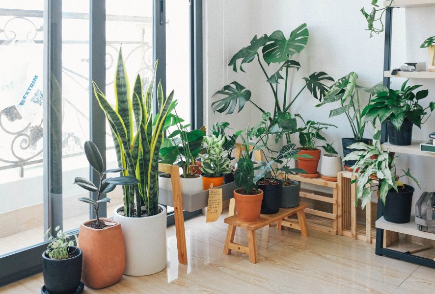plantas na decoração