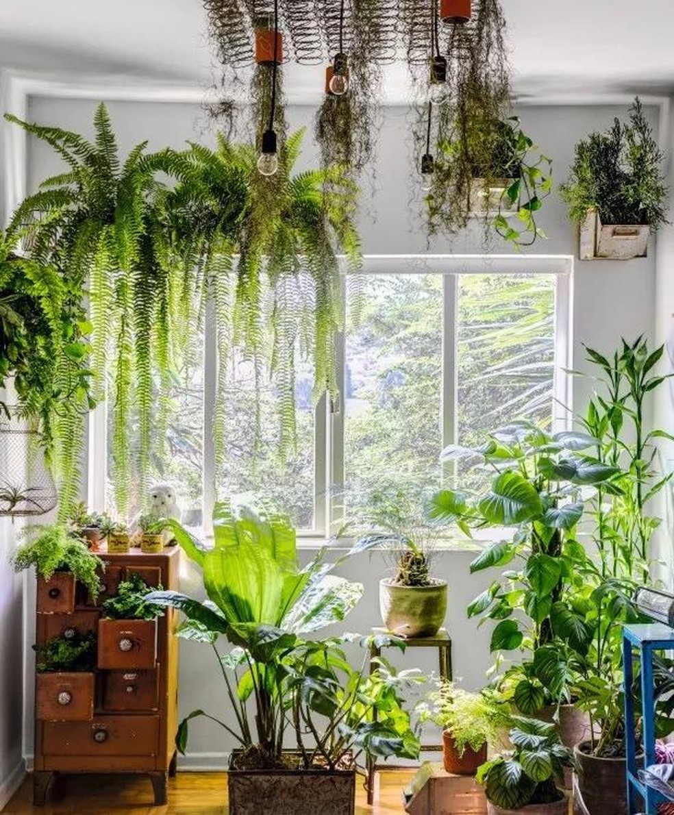 plantas na decoração de sala pequena inspiração