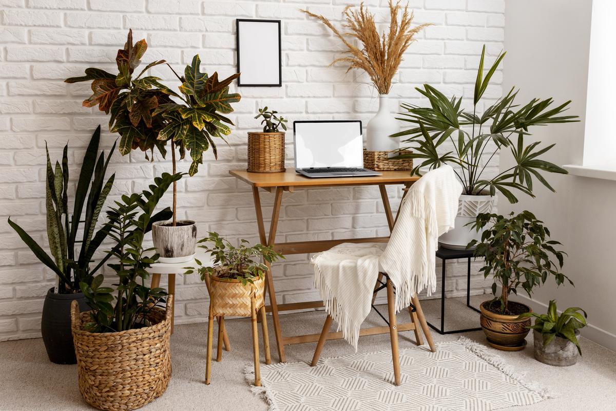 melhores plantas para quarto com pouca luz