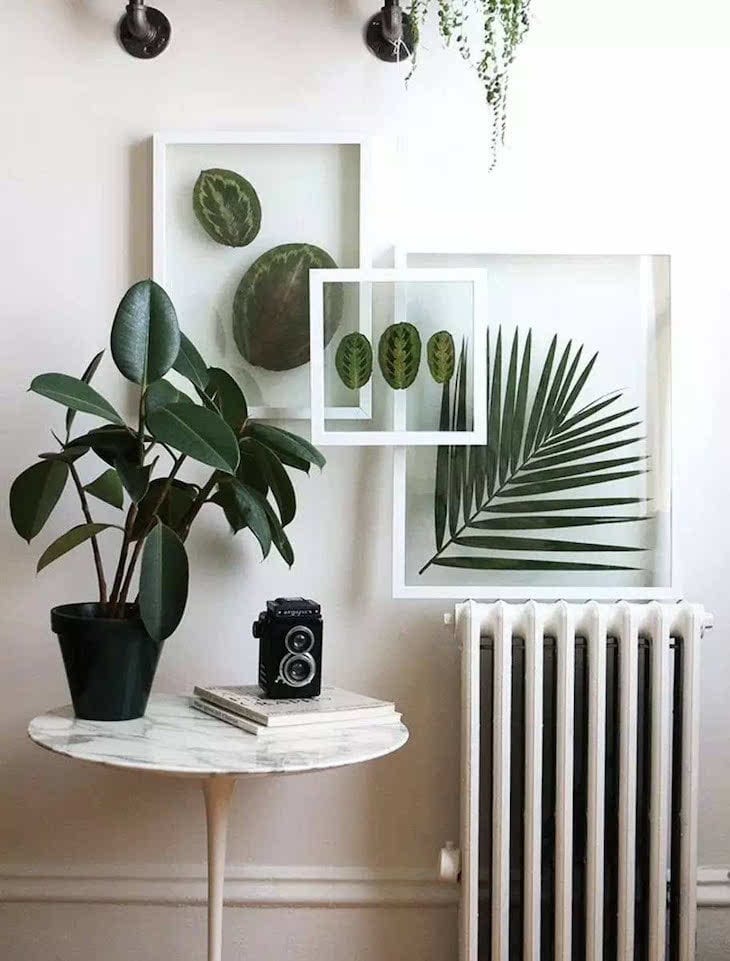 erros comuns ao decorar com plantas em casa