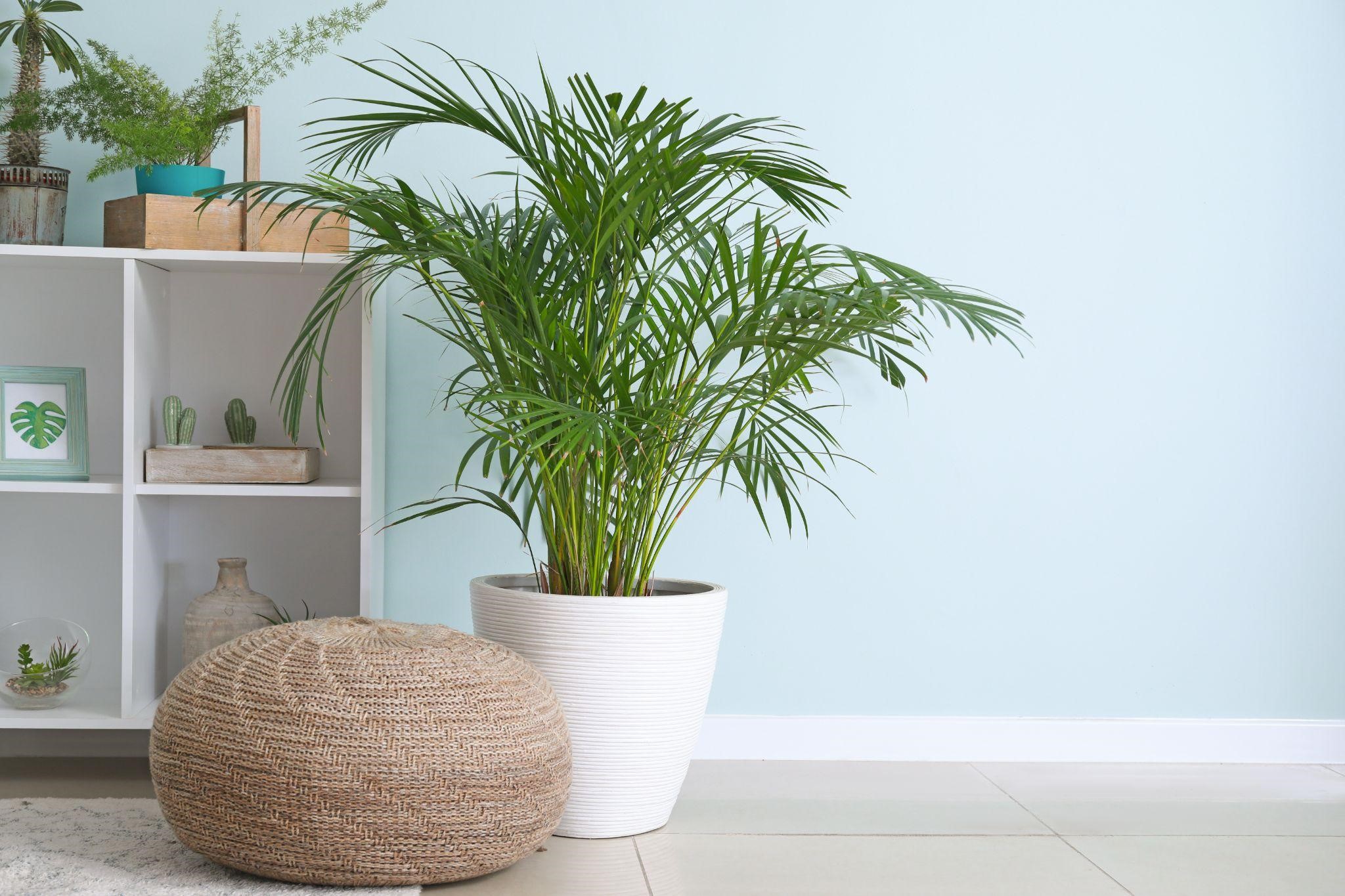 quanto custa decorar um apartamento com plantas