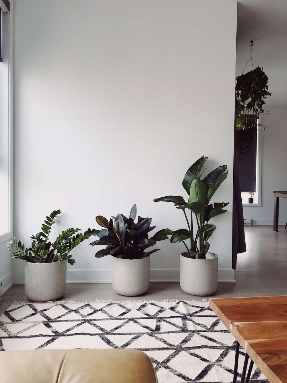 melhores plantas para quarto com pouca luz