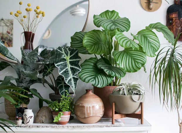plantas artificiais vs plantas naturais na decoração