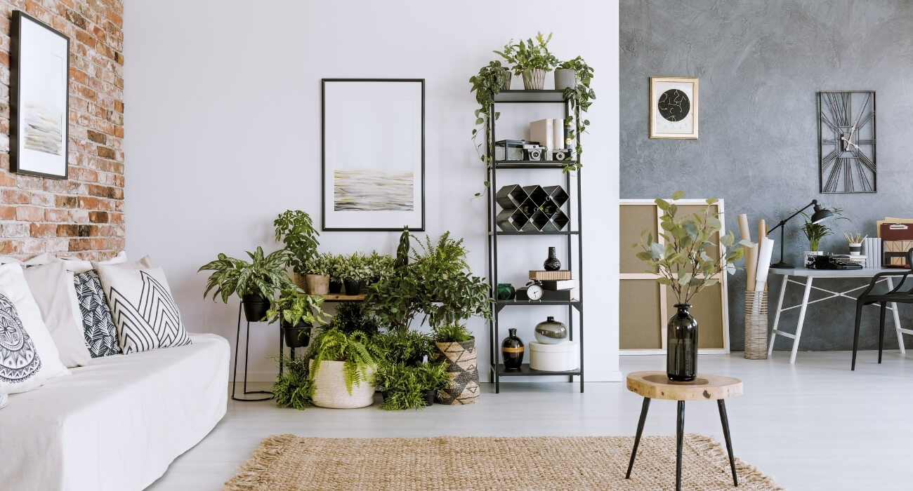 melhores plantas para quarto com pouca luz