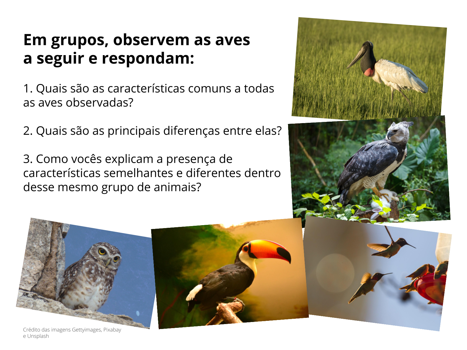 erros comuns na preservação de animais silvestres