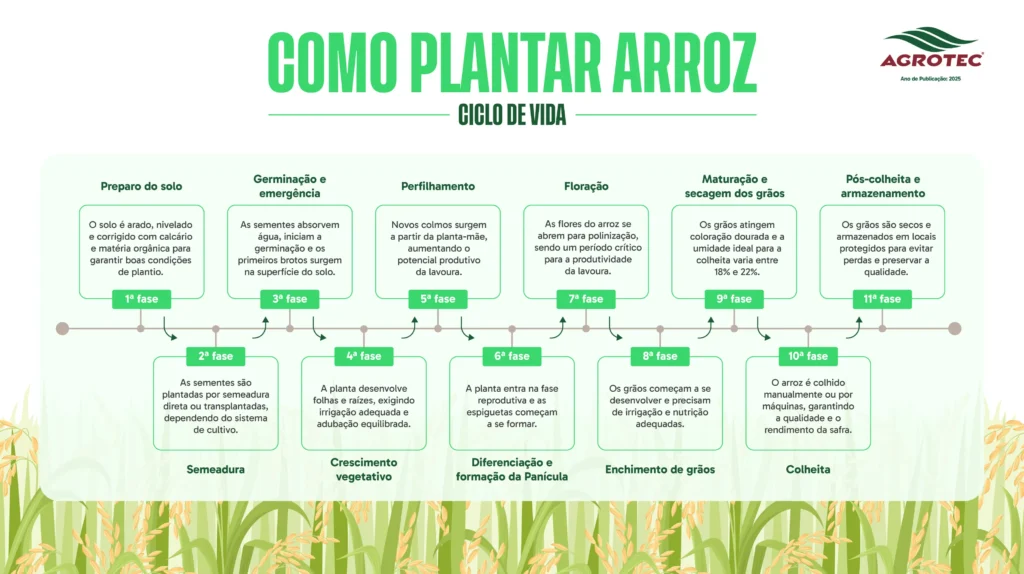 produção de arroz como fazer