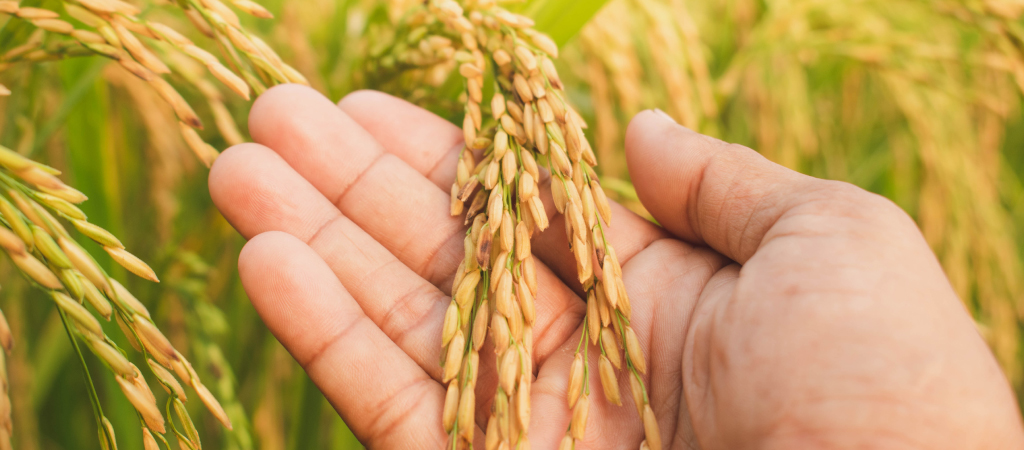 problemas comuns no cultivo de arroz e como resolver