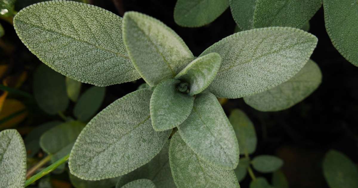 melhores chás para memória e foco na menopausa