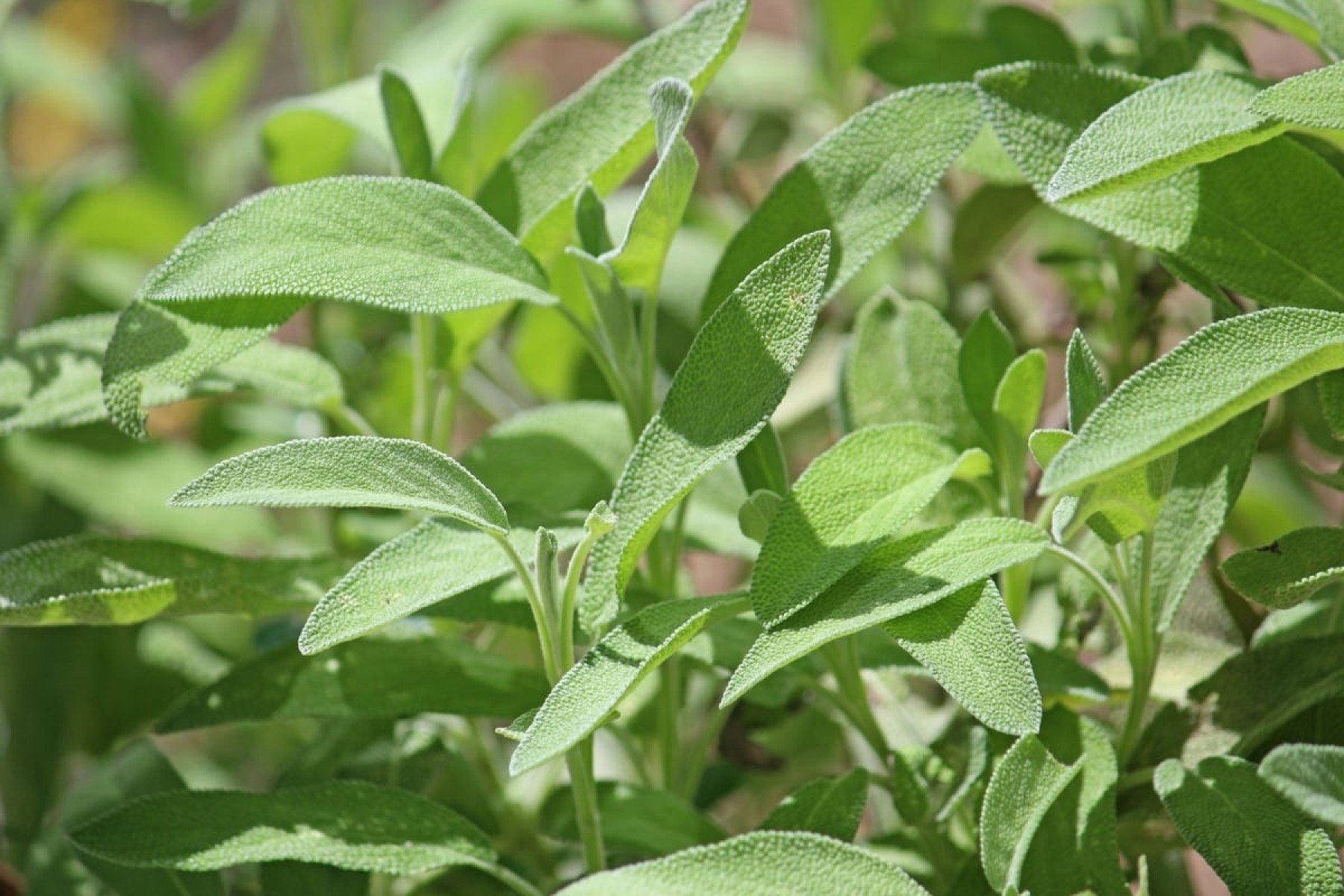 erros comuns ao usar sálvia para ondas de calor
