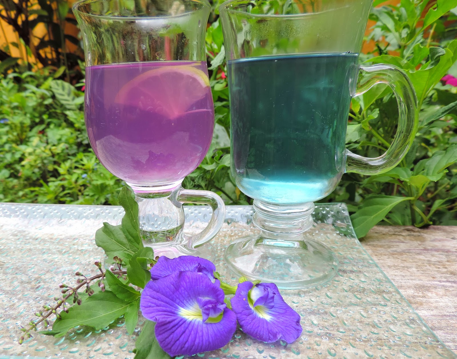 flor fada azul