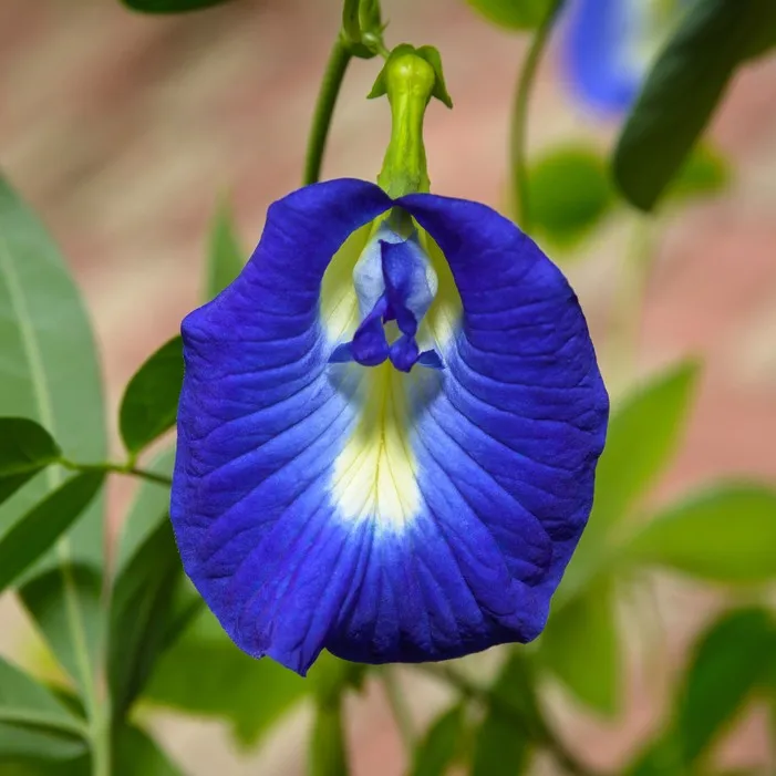 erva borboleta azul