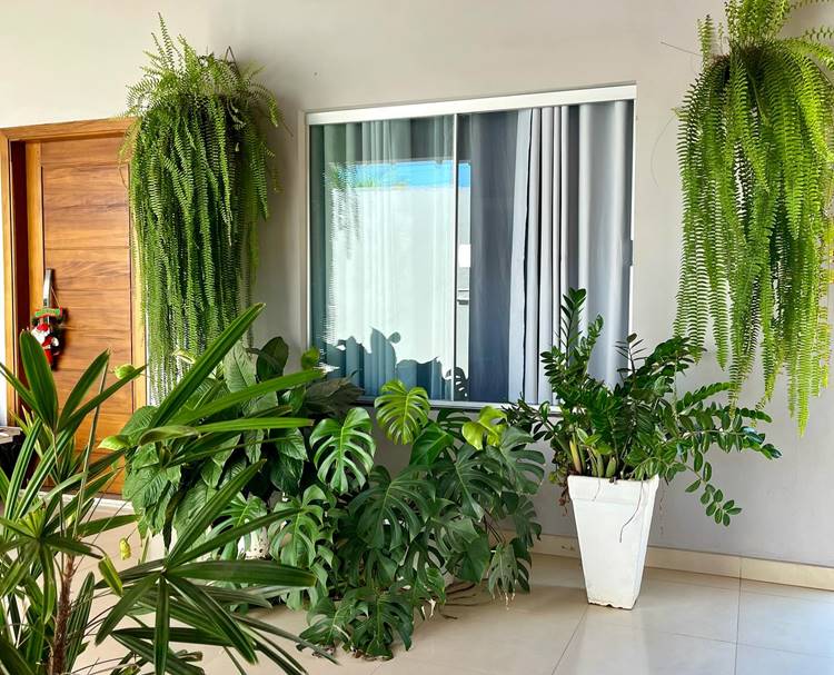decoração com samambaia americana