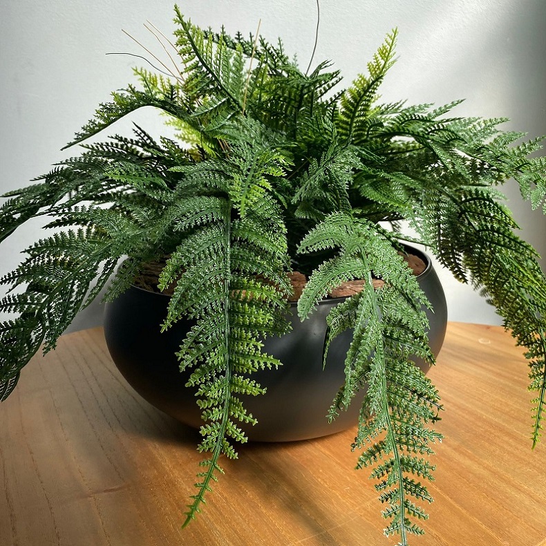 plantas para interiores