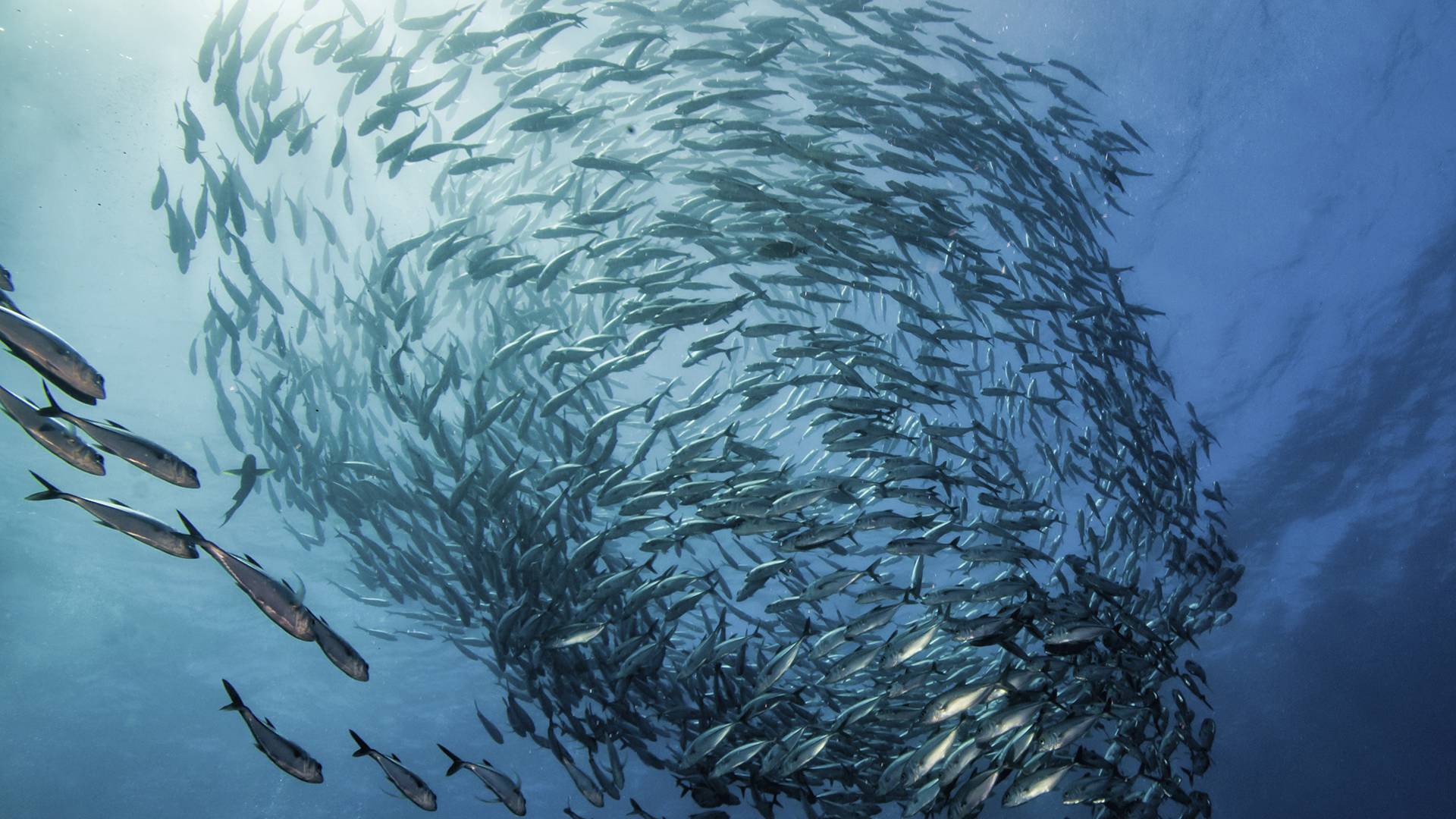 consumo de peixe sustentável